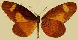 Image of Mimacraea landbecki (Druce 1910)