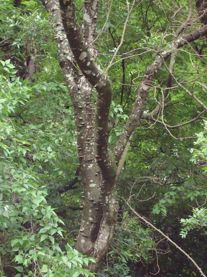 Image of Zanthoxylum rhoifolium Lam.