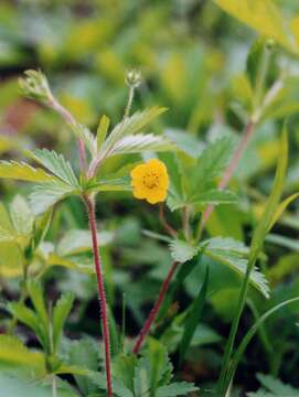 Image of common cinquefoil