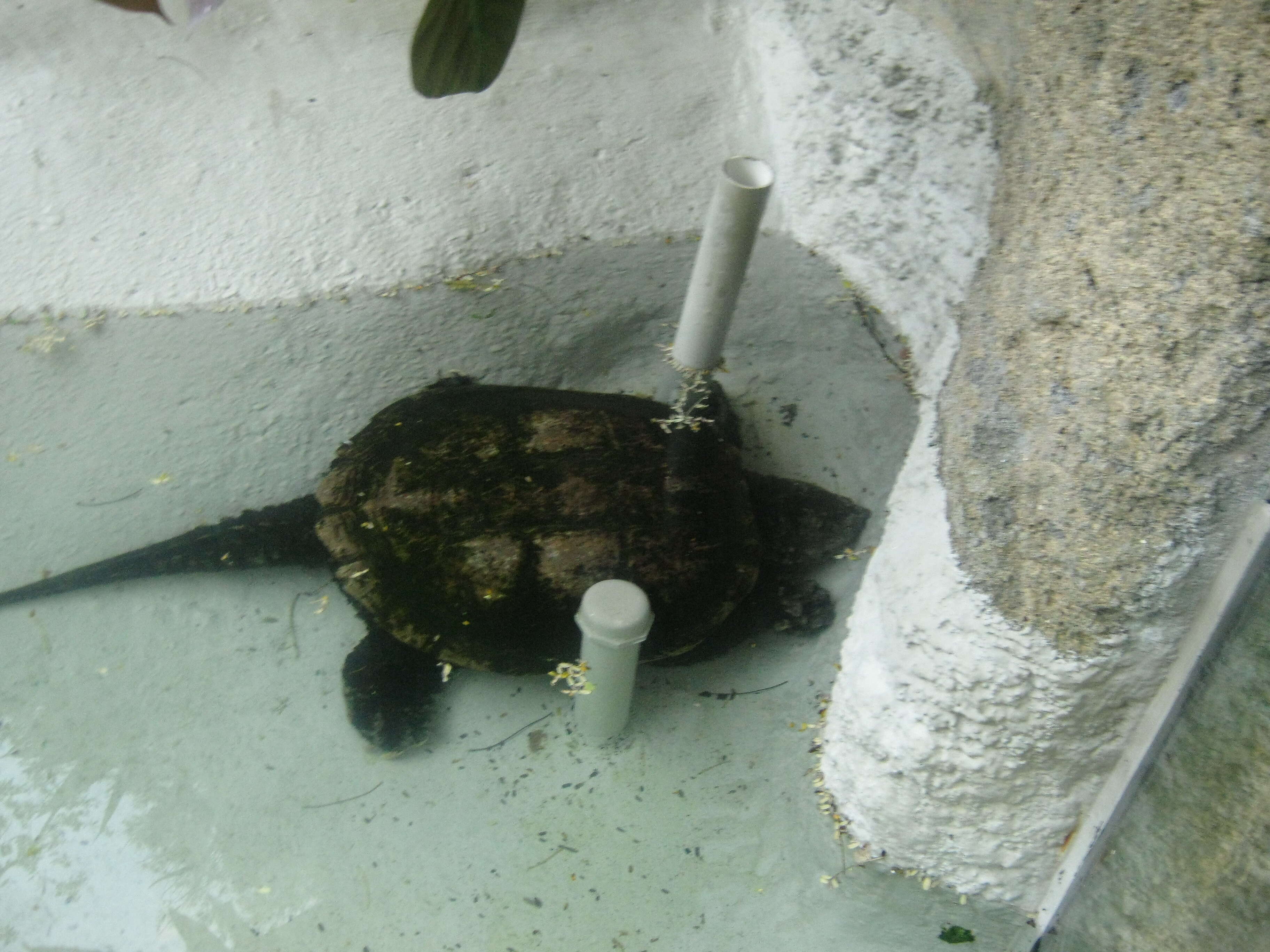 Image of South American snapping turtle