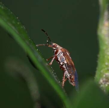 Image of Birch Catkin Bug