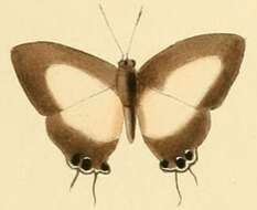 Слика од Hypolycaena danis (Felder & Felder 1865)