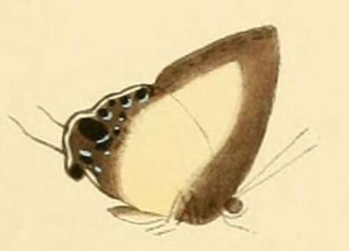 Image of Hypolycaena danis (Felder & Felder 1865)