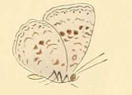 Image of Cyaniriodes libna (Hewitson (1869))