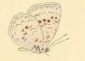 Image of Cyaniriodes libna (Hewitson (1869))