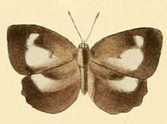 Image of Cyaniriodes libna (Hewitson (1869))