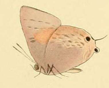 Image of Deudorix diocles Hewitson (1869)