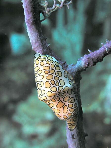 Image of Flamingo tongue snail