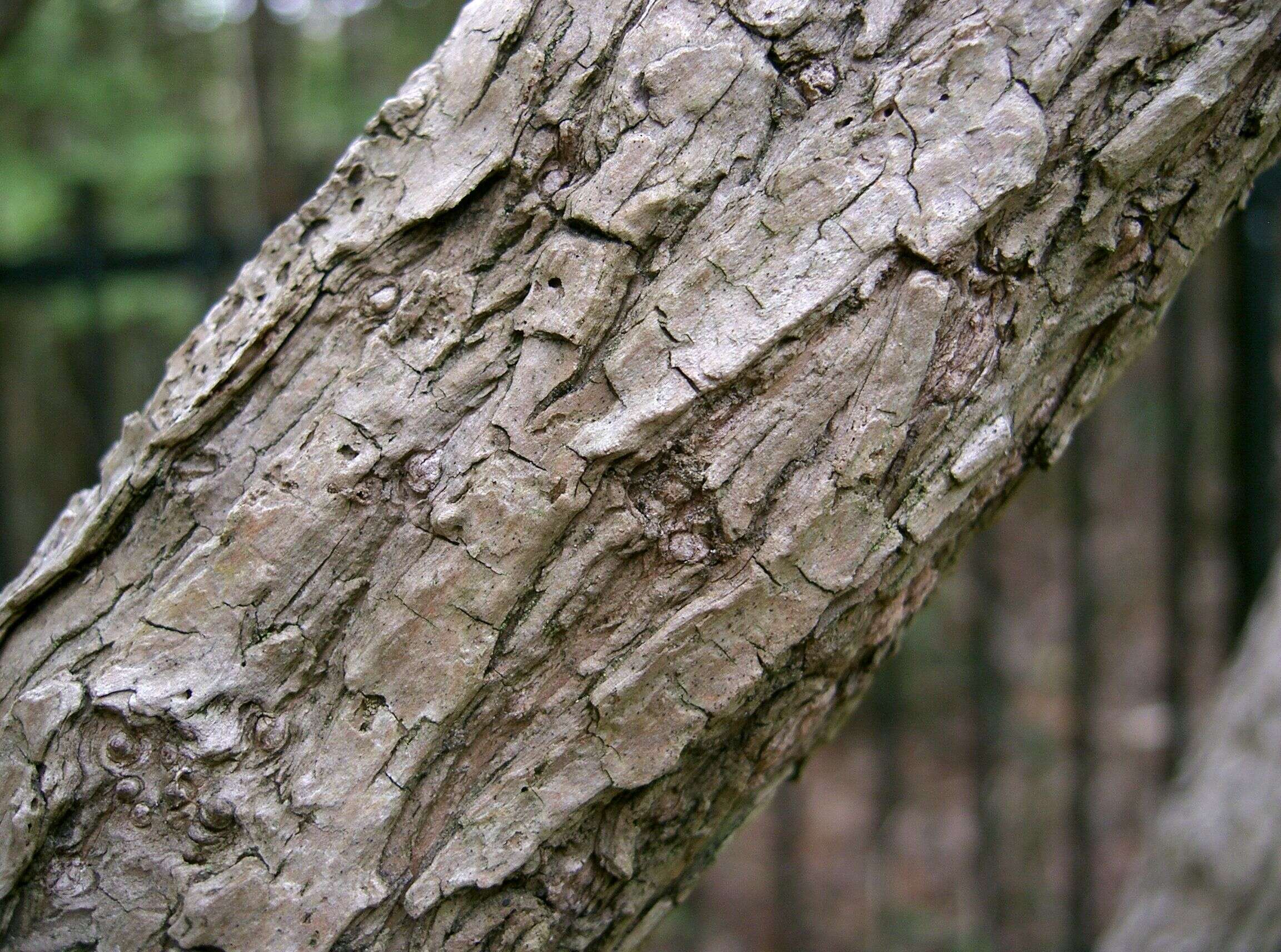 Image of fuzzy pride-of-Rochester