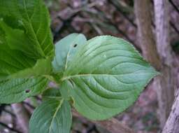 Image of fuzzy pride-of-Rochester