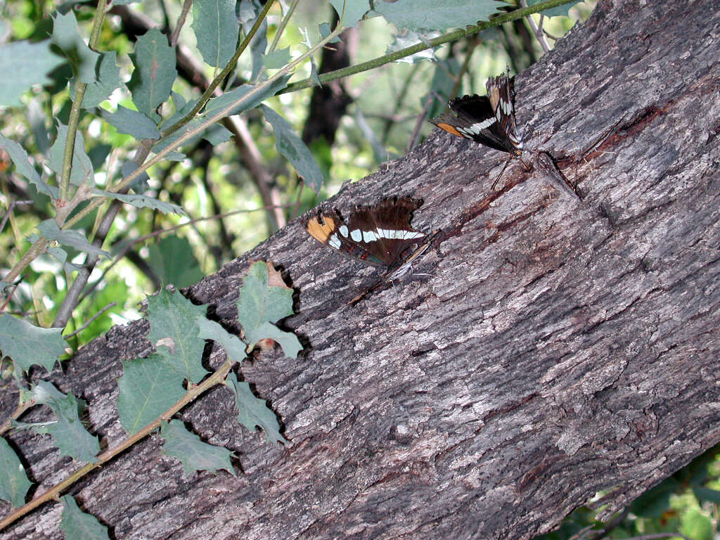 Image of Emory Oak