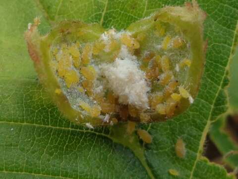 Image of Elm Sack Gall Aphid