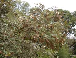 Слика од Sarcolaena oblongifolia F. Gérard