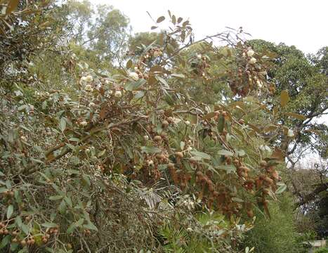 Image of Sarcolaena oblongifolia F. Gérard