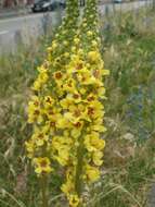 Verbascum nigrum L. resmi