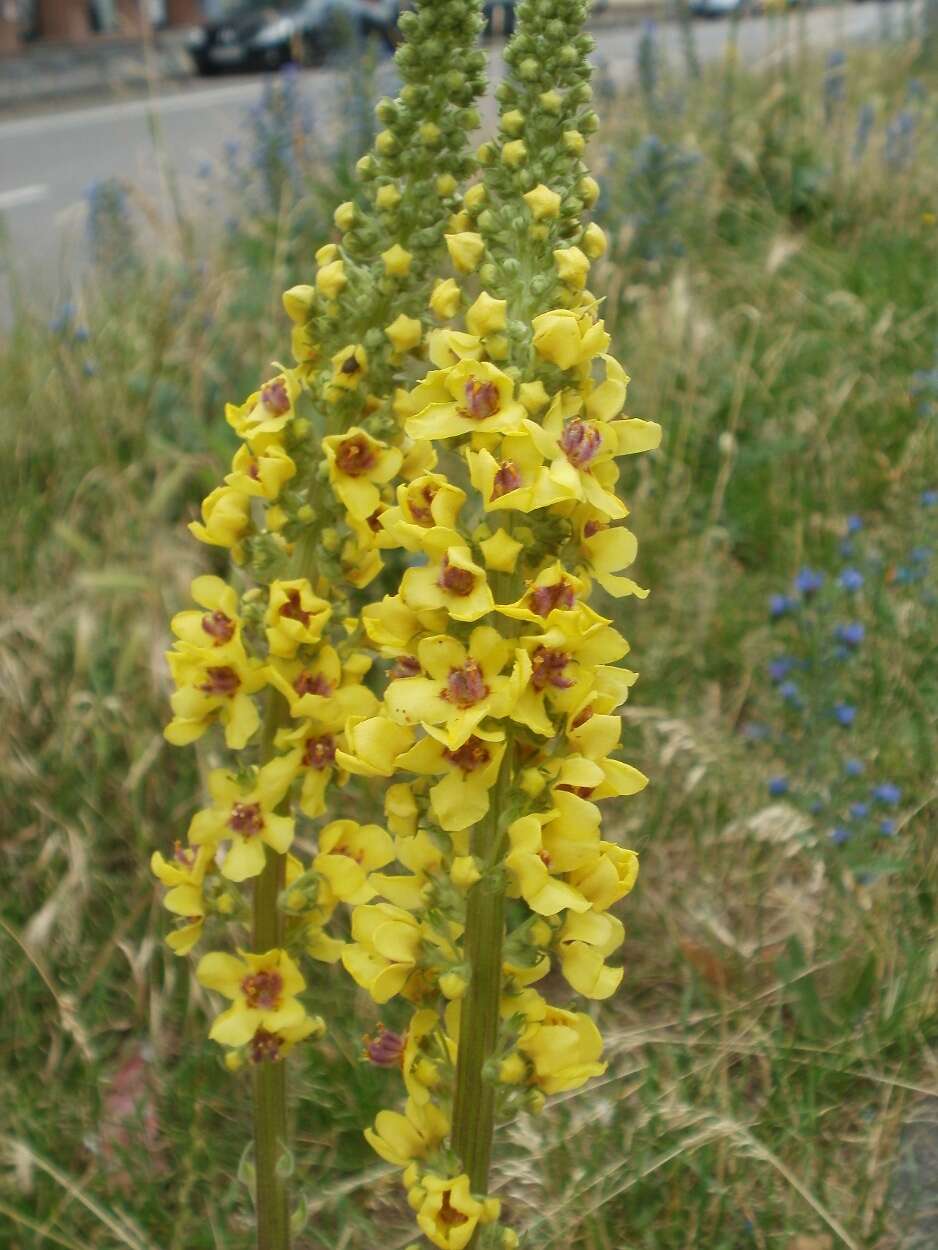 Verbascum nigrum L. resmi