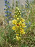 Verbascum nigrum L. resmi