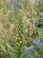 Verbascum nigrum L. resmi