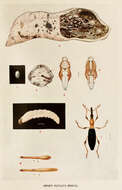 Image of Cylas formicarius
