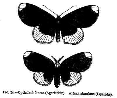 Imagem de Artaxa Walker 1855