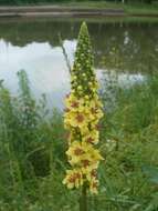 Verbascum nigrum L. resmi