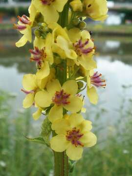 Verbascum nigrum L. resmi