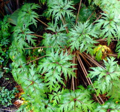 Image of Madiera cranesbill