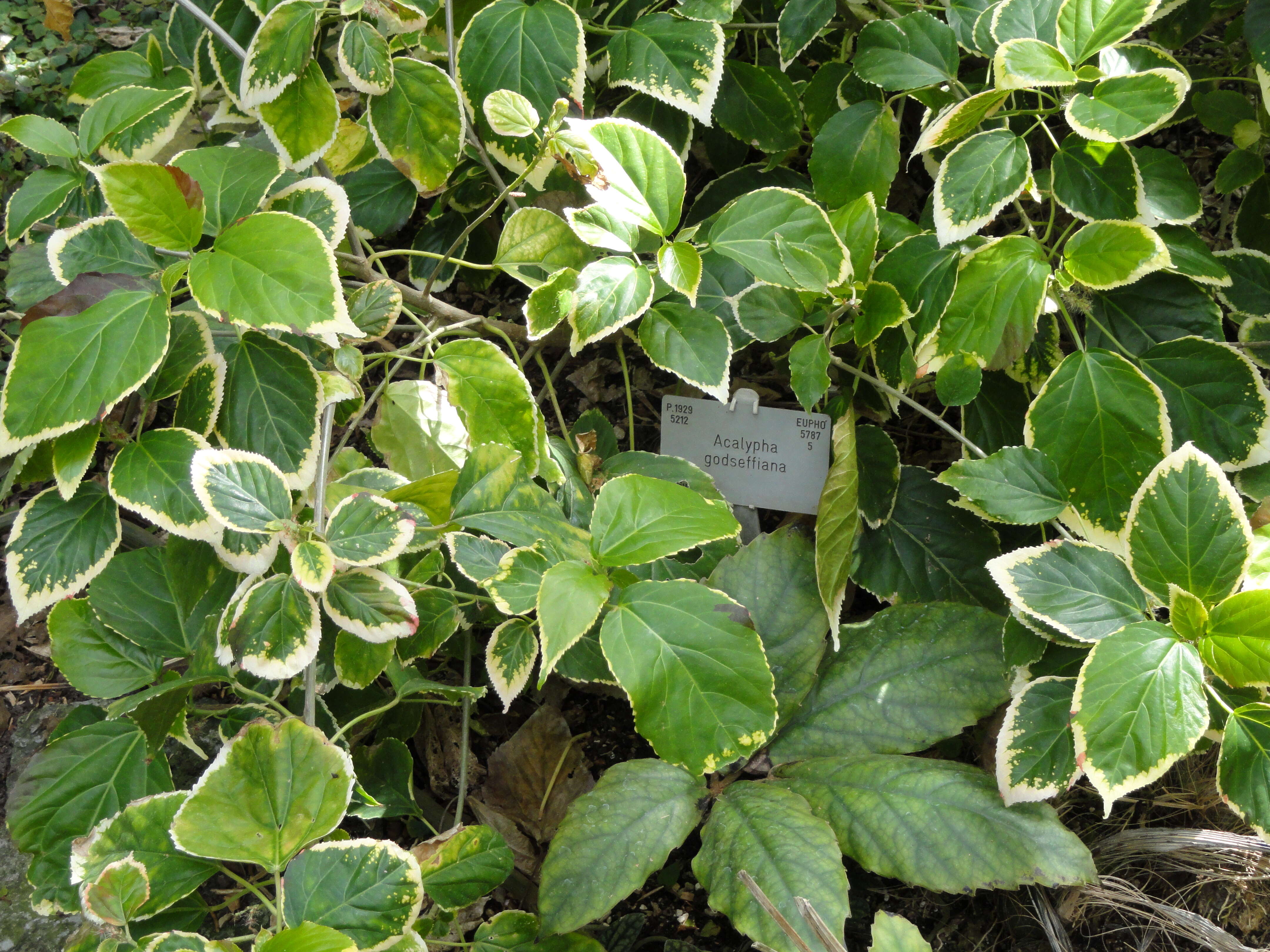 Image de Acalypha wilkesiana Müll. Arg.