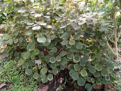 Image de Acalypha wilkesiana Müll. Arg.