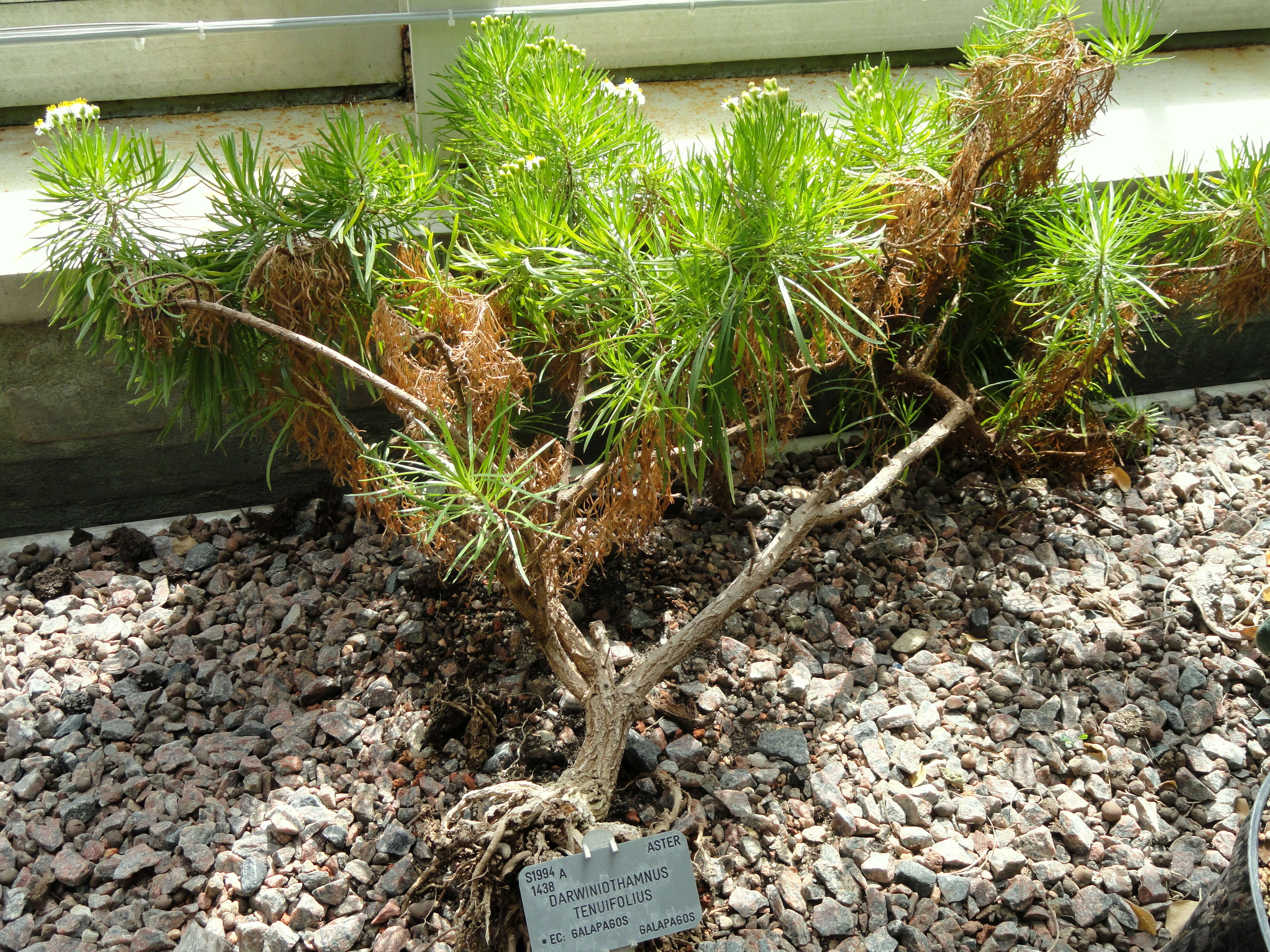 Image of Thin-leafed Darwin's Shrub