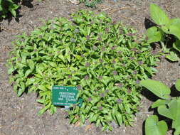 Image of littleflower penstemon