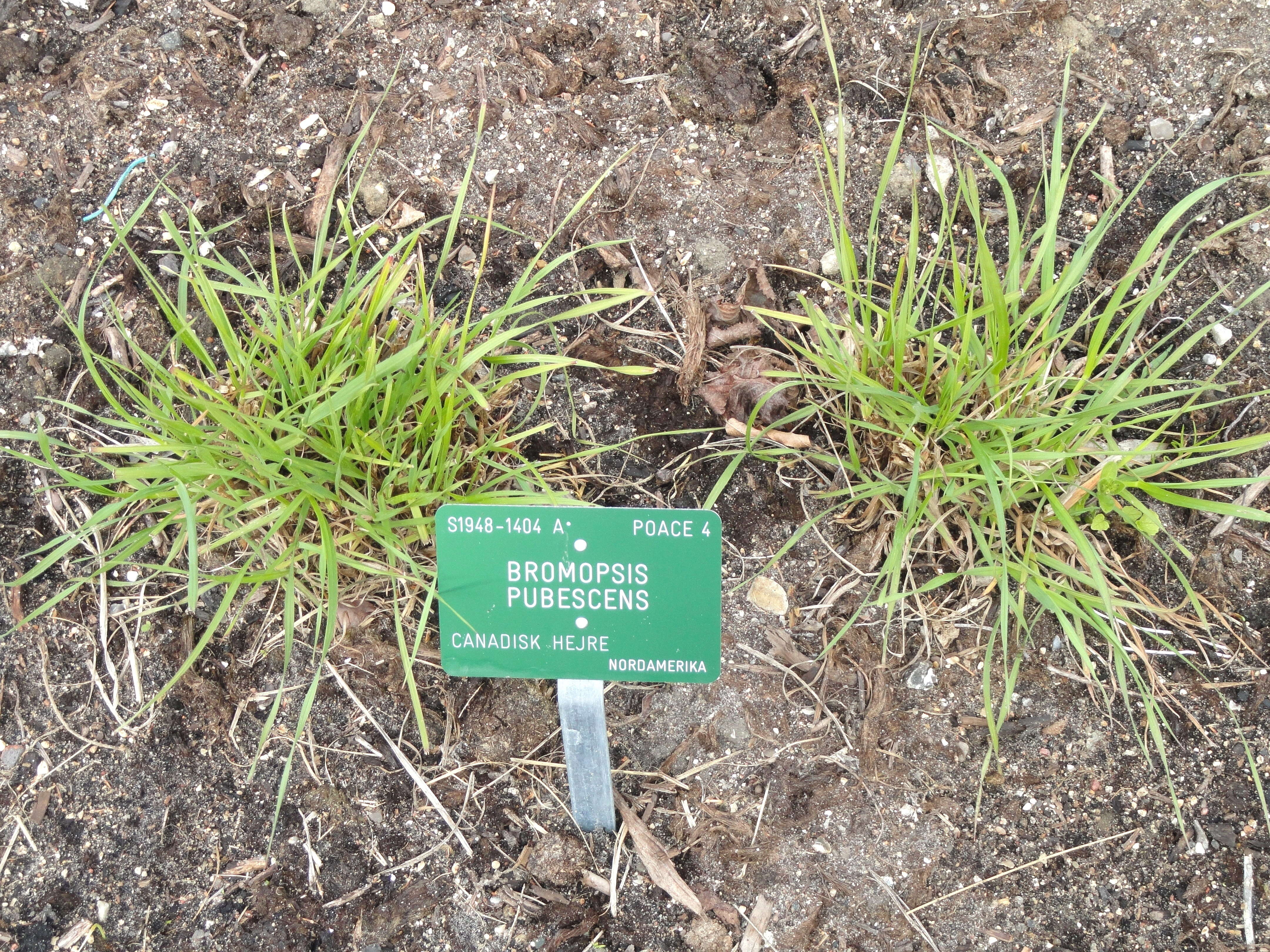 Image of hairy woodland brome