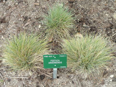 Image de Festuca arvernensis Auquier, Kerguélen & Markgr.-Dann.