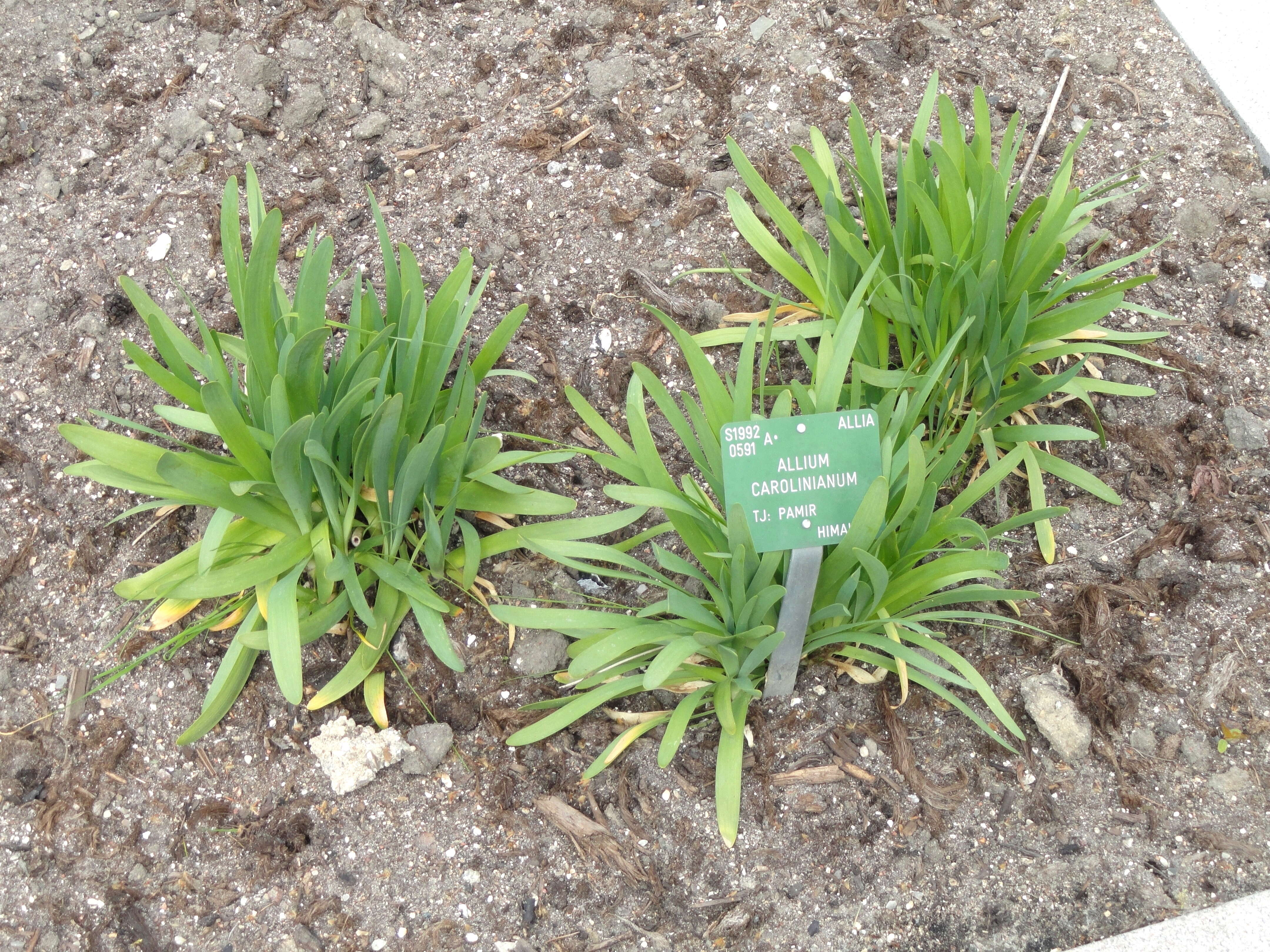 Image of Allium carolinianum Redouté