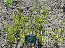 Image of ripgut brome