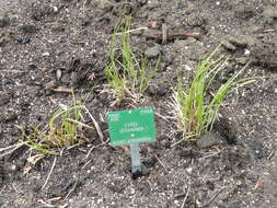 Image of eastern straw sedge