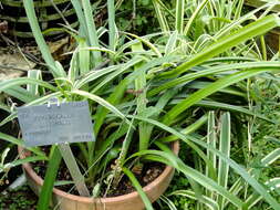 Image of beach spiderlily