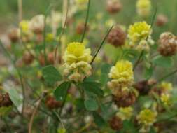 Image of field clover