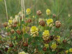 Image of field clover