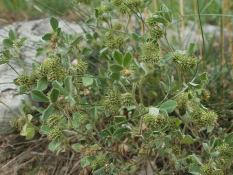 Image of bur medick