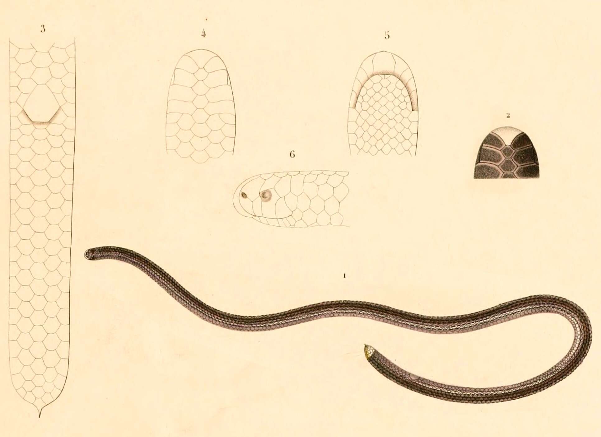 Image of Guyana blind snake