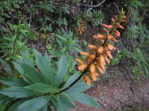 Imagem de Digitalis canariensis L.