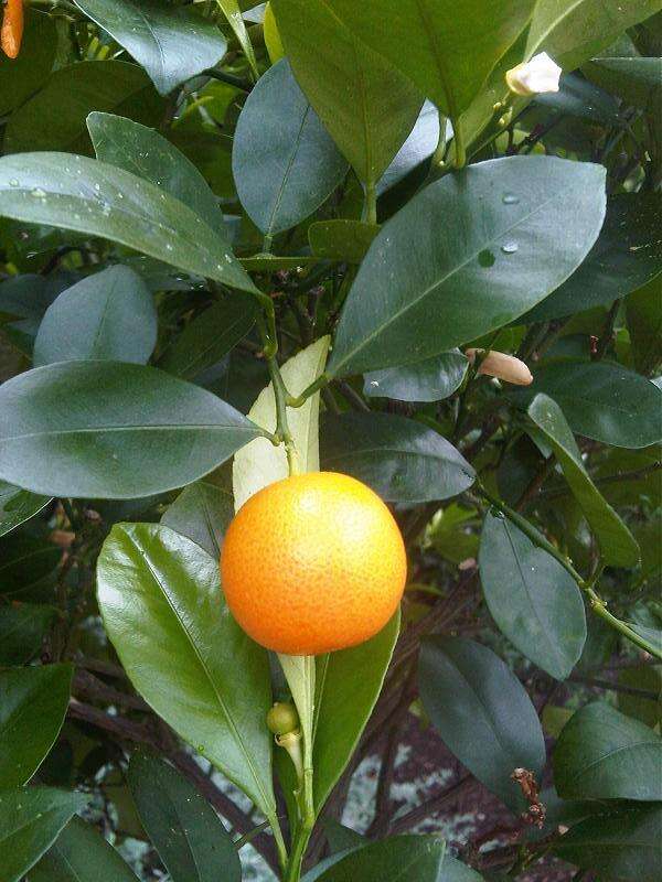 Image of Citrus × sinensis