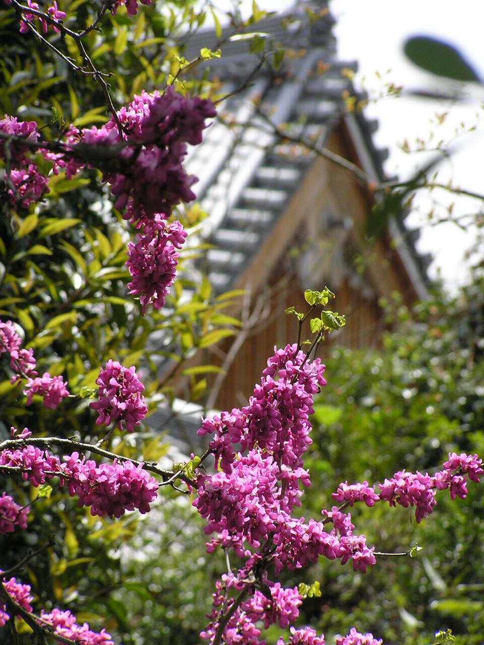 Imagem de Cercis chinensis Bunge