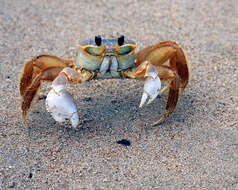 Image of Atlantic Ghost Crab