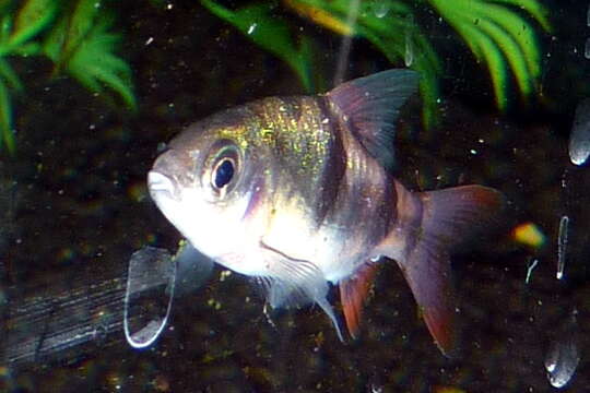 Image of Bigspot barb