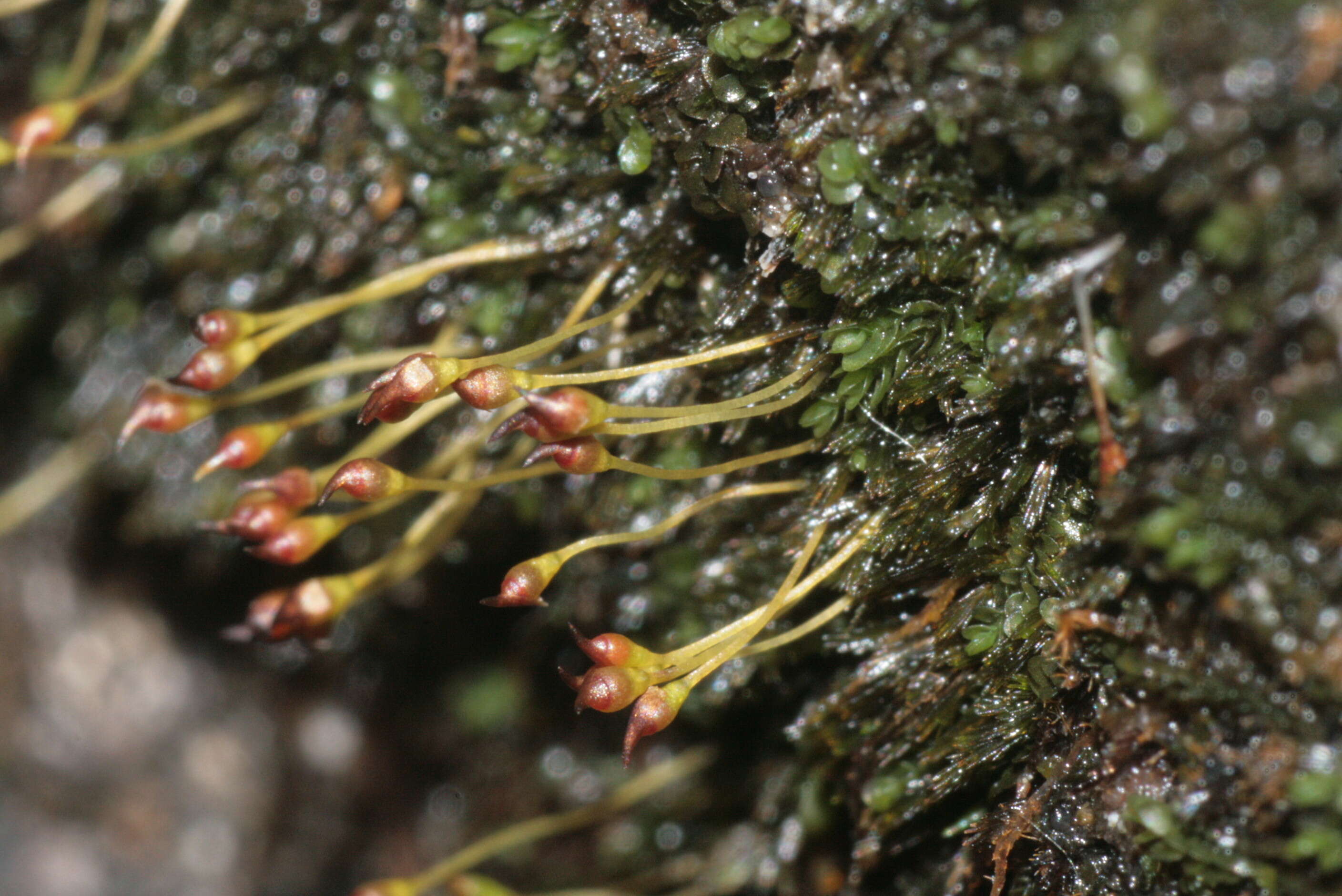 Image of small limestone moss