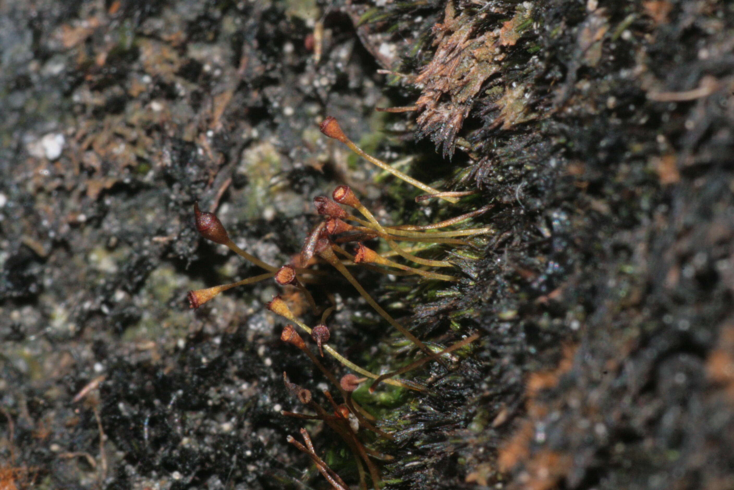 Image of small limestone moss