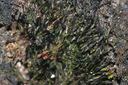 Image of small limestone moss