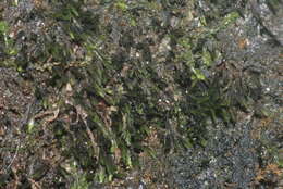 Image of small limestone moss